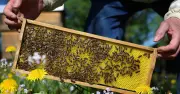 Neue Milbe bedroht bald Bayerns Bienen: Tropilaelaps auf dem Vormarsch