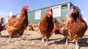 Newcastle-Krankheit: Neue Regeln für Geflügelhalter in der Prignitz