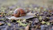 Nix mit Frühling: Heute kommt das Schnecken-Wetter – Regen und Kühle