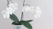Orchidee zum Blühen bringen: Tipps für die zickige Zimmerpflanze