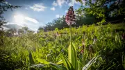 Orchideenfreude getrübt: Zustand des Pfades Tote Täler verärgert Naturfreunde