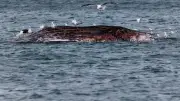 Ostsee-Wal-Kadaver vor Anholt: Ist es Timmy? Probenanalyse dauert