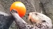 Otter als Basketball-Profi: Tierische Treffsicherheit begeistert