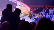 Panik in russischem Zirkus: Tiger springt ins Publikum