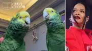 Papageien singen Rihanna-Hit: Unglaubliches Duett begeistert
