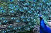 Pfau besetzt Lieferwagen in Berlin-Spandau am Sonntag