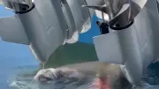 Polizisten erleben unerwarteten Besuch an ihrem Boot im Hafen