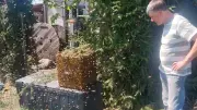 Präsident des Imkerbundes rettet Familie vor Bienenschwarm am 1. Mai