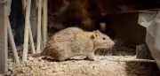 Ratten im Garten: So werden Sie die Nager effektiv los