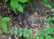 Ratten vorbeugen: Was hilft und was nicht – Tipps vom Nabu