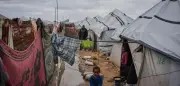 Rattenplage in Gaza: Kinder im Schlaf gebissen