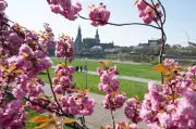 Regen in Sachsen lässt nach: Wochenende wird trockener und sonniger