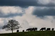 Regen und Gewitter zum Wochenstart: Temperatursturz auf 9 Grad