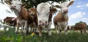 Regionalzug überfährt Kühe in Baden-Württemberg: Drei Tiere sterben