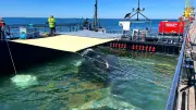 Rätsel um Ostsee-Wal: Experten befürchten Tod, Backhaus äußert sich