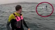 Schockmoment vor Kalifornien: Hai verfolgt Surfer minutenlang