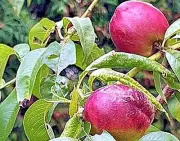Süße Früchtchen als Kriminalfall: Obstbauer vor Gericht