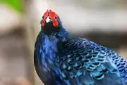 Seltene Fasane aus Europa in Vietnam ausgewildert – Chemnitz hilft