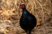 Seltene Vietnamesische Fasane aus Europa in Vietnam ausgewildert