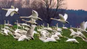 Singschwäne aus dem Baltikum überwintern in Vorpommern