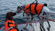 So spüren Suchhunde Vermisste im tiefen Wasser auf