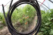 Solidarische Landwirtschaft in Thüringen: Nische mit Potenzial
