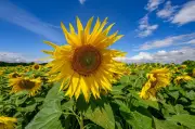Sonnenblumen-Boom in Brandenburg: Anbaufläche wächst um 56 Prozent