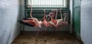 SPIEGEL+ Artikel: Zugang zu exklusiven Inhalten