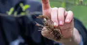Steinkrebs in Bayern: Klimawandel und invasive Arten bedrohen die Art
