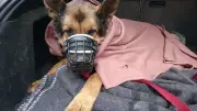 Streit um kranken Schäferhund: Tierheim erteilt Hausverbot