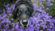 Studie: So beugen Sie Hundedemenz durch Aktivität vor