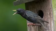 „Stunde der Gartenvögel“: Helfer in Aschersleben gesucht