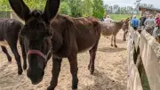 Tag der offenen Stalltür: Eselhaltung in Krudopp begeistert Besucher