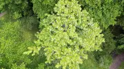 Taschentuchbaum im Botanischen Garten Halle blüht wieder
