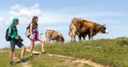 Tödliche Kuh-Attacke in Tirol: So verhalten sich Wanderer richtig