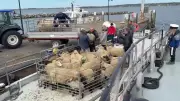 Tier-Transport auf der Ostsee: Kapitän bringt Schafe nach Vilm