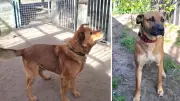 Tierheim Berndshof sucht Gassigänger für drei Hunde