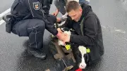 Tierischer Einsatz: Polizei jagt entlaufenes Kalb auf Landstraße