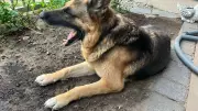 Tierliebe: Dementer Hund erhält Post aus ganz Deutschland