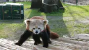 Tierpark Ueckermünde sucht Namen für Rote Pandas aus Italien und Polen