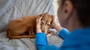 Tierärztin erklärt: Warum das Bauchgefühl bei kranken Tieren oft trügt