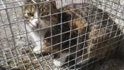 Tierschutzverein Demmin fordert erneut Katzenschutzverordnung