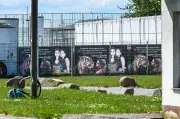Tiger-Ausbruch bei Leipzig: Staatsanwaltschaft ermittelt gegen Halterin