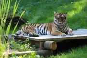 Tigerin Indira im Tierpark Gotha wegen Tumor eingeschläfert