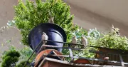 Tipps für einen vogelfreundlichen Balkon in der Stadt