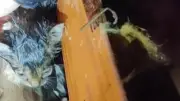 Tornado-Horror: Babykatze in Mississippi-Trümmern gerettet