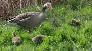 Trompetenruf: Tierischer Mitbewohner in Halle sorgt für Aufsehen