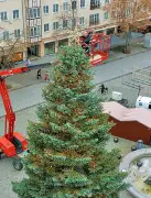 Verein sucht Weihnachtsbaum für Dessauer Adventsmarkt