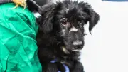 Verurteilte Tierquälerin fliegt mit neuen Hunden auf