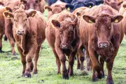 Viehdiebe in Südbrandenburg: Dritter Rinderdiebstahl in wenigen Wochen